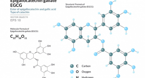 Effetti benefici dell'Epigallocatechina Gallato (EGCG) nella prevenzione dell'invecchiamento cutaneo fotoindotto